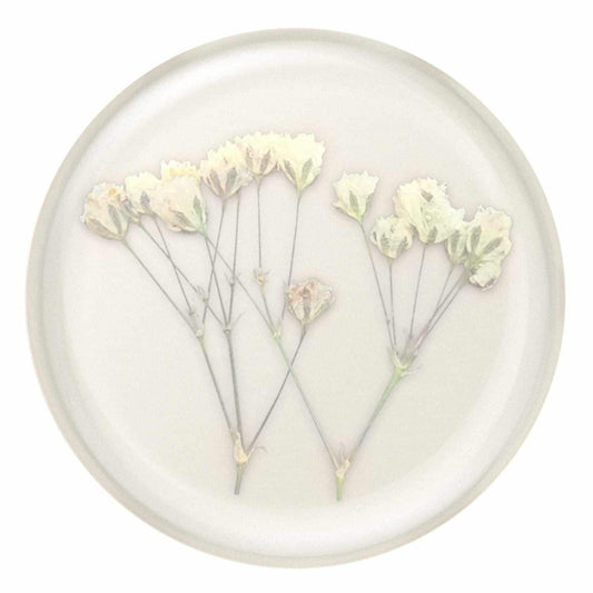 806775 PopGrip Pressed Flower Baby's Breath