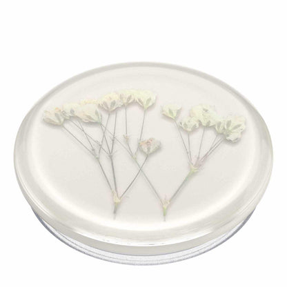 806775 PopGrip Pressed Flower Baby's Breath